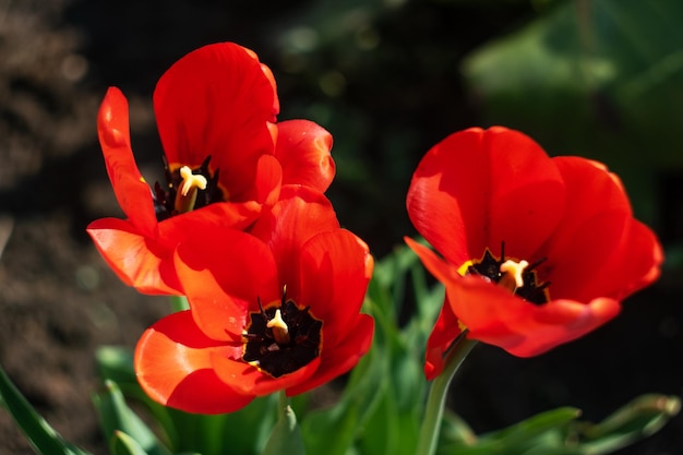 Nahaufnahme Makrofoto der roten Tulpenblume