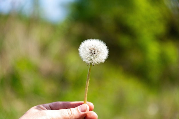 Nahaufnahme-Makroschuss der schönen Blowball-Löwenzahnblume im Frühjahr.