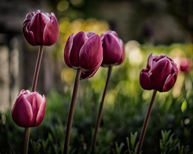 Nahaufnahme marronfarbener Tulpen, die im Park blühen