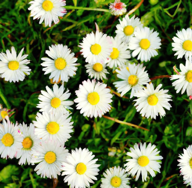 Nahaufnahme mehrerer weißer Gänseblümchen über Gras und verschwommenem Hintergrund