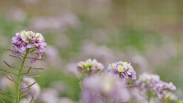 Nahaufnahme mit Blume Diplotaxis erucoides am Frühlingstag mit verschwommenem Hintergrund