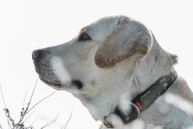 Nahaufnahme mit Hund Labrador Retriever im Winter im Freien auf dem Schnee