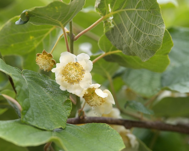 Nahaufnahme mit Kiwi-Blume in voller Blüte