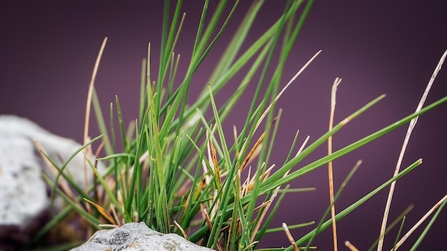 Nahaufnahme mit Naturrasen zwischen den Felsen und unscharfem Hintergrund