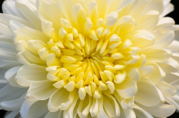 Nahaufnahme Mitte der hellgelben Chrysanthemum Morifolium Blumen nass mit Morgentau