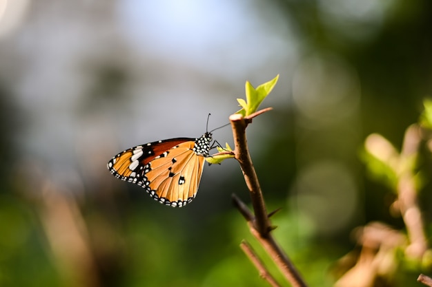 Nahaufnahme-Monarchfalter auf Blume n verwischte gelben sonnigen Hintergrund, Kopienraum für Ihren Text.