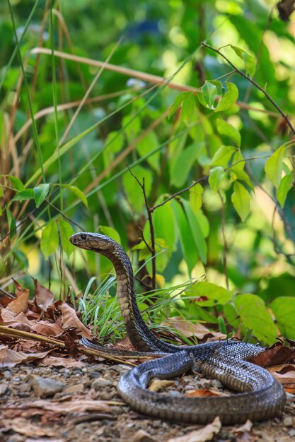 Nahaufnahme Monocellate Cobra