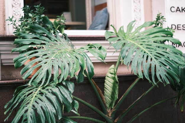 Nahaufnahme Monstera-Pflanze in der Nähe von Fenster mit selektivem Fokus