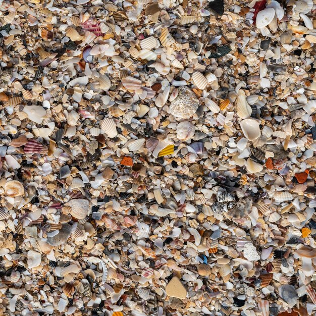 Nahaufnahme Muscheln am Strand Sand Sommertag Sammlung von abstrakten Meereshintergrundmustern