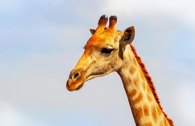 Nahaufnahme namibische Giraffe auf Hintergrund des blauen Himmels