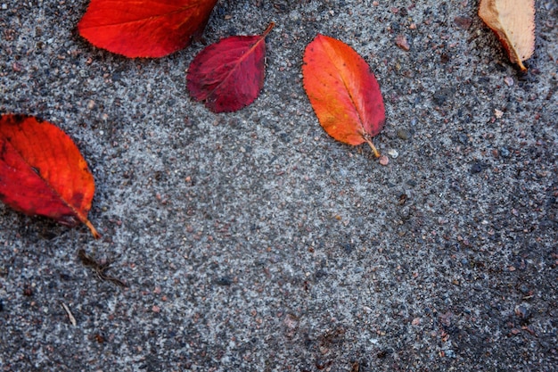 Nahaufnahme natürlicher Herbstfallblick auf rotes orangefarbenes Blatt, das sich auf Bürgersteigboden im Garten oder Park hinlegt. Inspirierende Natur-Oktober- oder September-Tapete. Wechsel der Jahreszeiten-Konzept.