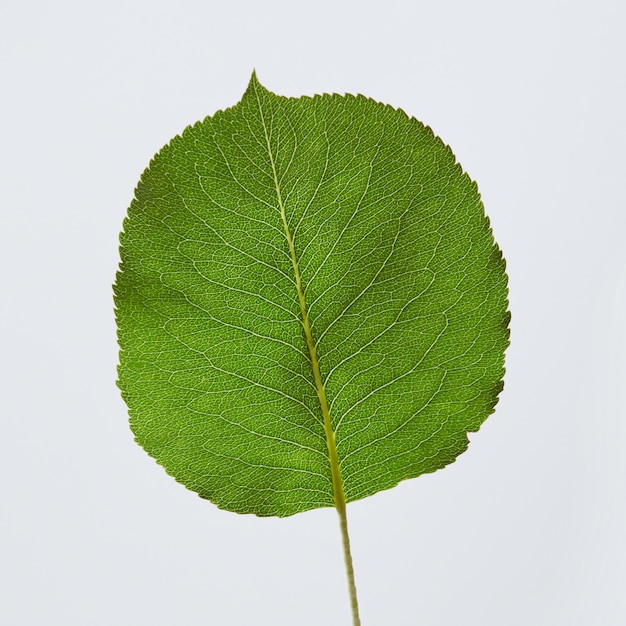 Nahaufnahme natürliches grünes rundes Blatt auf grauem Hintergrund mit Platz für Text. Schönes Frühlingslayout