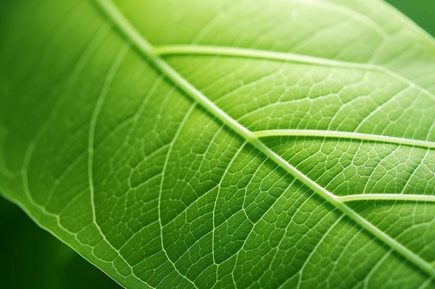 Nahaufnahme Natur grünes Blatt tropische Blattmakroansicht