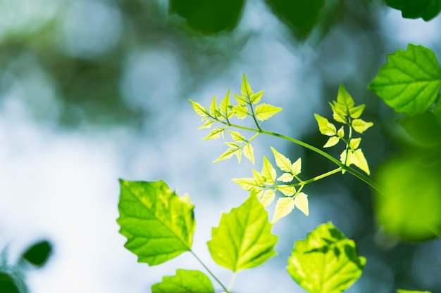 Foto nahaufnahme naturansicht des grünen blattes auf sonnenlicht mit kopienraum als hintergrund und frisches ökologiekonzept