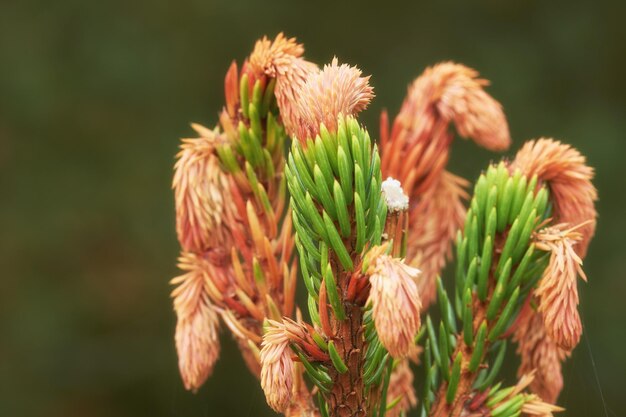 Nahaufnahme neuer aufkeimender Kiefernnadeln, die auf Tannen- oder Zedernbäumen wachsen, isoliert vor einem Bokeh-Hintergrund mit Kopierraum Abgelegener Nadelwald aus Harz in der Natur, der sich auf die Erntesaison vorbereitet