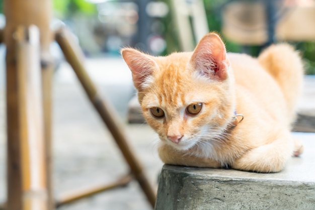 Nahaufnahme niedliche orange Babykatze