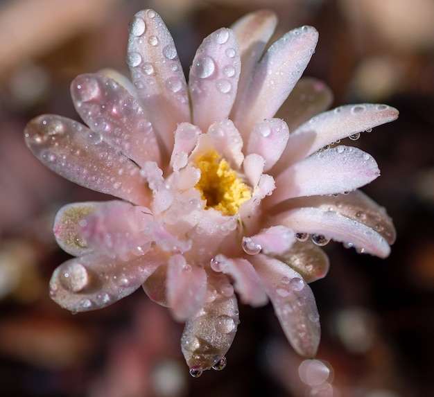 Nahaufnahme oder Makro Rosa Blumenkaktus.