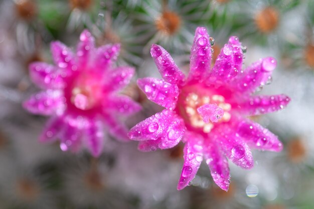 Nahaufnahme oder Makro Rosa Blumenkaktus.