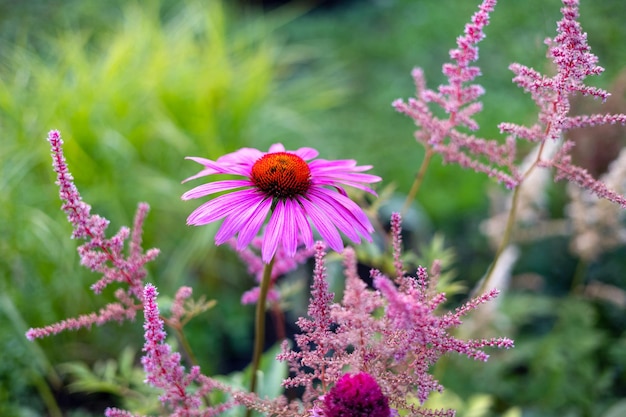 Nahaufnahme, oh Echinacea