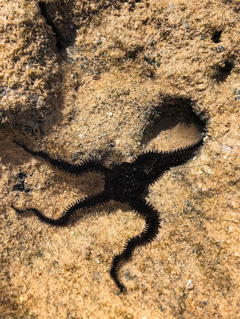 Nahaufnahme Ophiura stacheligen Schlangenstern. Ophiocom echinata