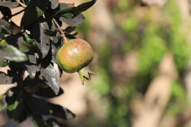 Nahaufnahme organischer grüner Granatapfel im Garten