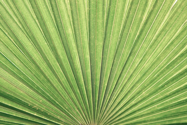 Nahaufnahme Palm Leaf Textur Hintergrund