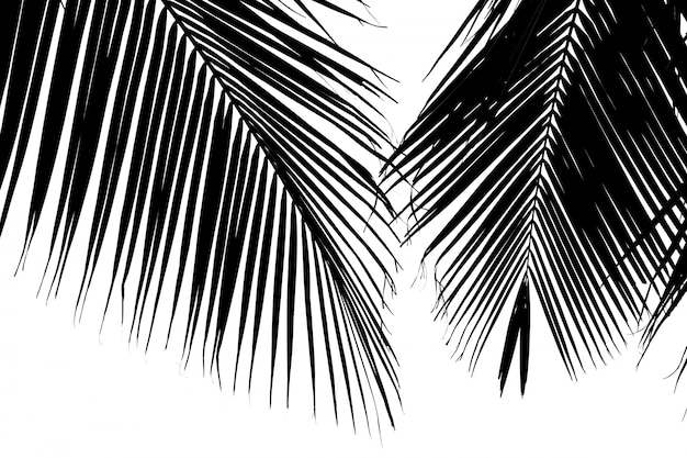 Nahaufnahme Palmblätter - monochrom