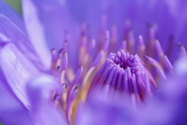 Nahaufnahme Petal Lotusblüte Blütenblatt Makroaufnahme