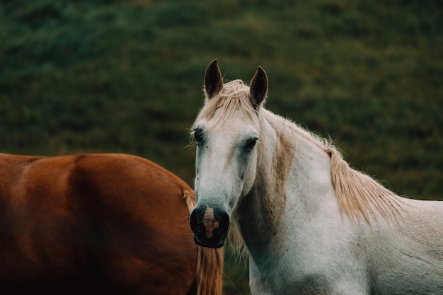 Nahaufnahme Pferde Pferde auf der Ranch