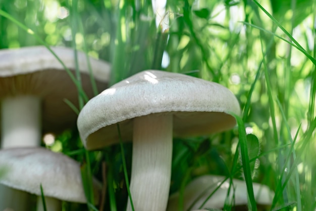 Nahaufnahme Pilze auf einem Gras-Wald-Hintergrund