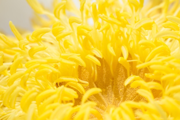 Nahaufnahme Pollenlotusblüten oder Seerosenblumen, die auf dem Teich blühen