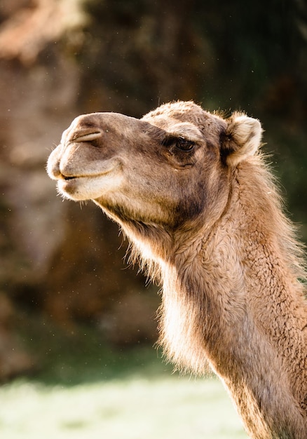 Nahaufnahme Porträt eines Kamels im Zoo