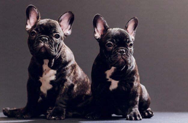 Nahaufnahme Porträt eines lustig lächelnden französischen Bulldoggenhundes und neugierig schauender Vorderansicht isoliert auf schwarzem Hintergrund