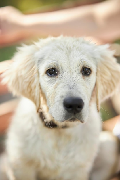 Nahaufnahme Porträt eines traurigen, nassen Golden Retriever-Welpen Golden Retriever-Hund ist nass und sieht traurige Augen aus