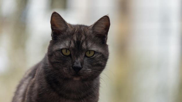 Nahaufnahme Portrait der Katze, die in die Kamera schaut, Sotschi, Russland.