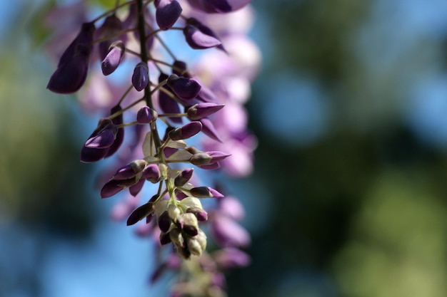 Foto nahaufnahme purpurfarbener blüten auf einem zweig