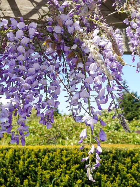 Foto nahaufnahme purpurfarbener blüten auf einem zweig