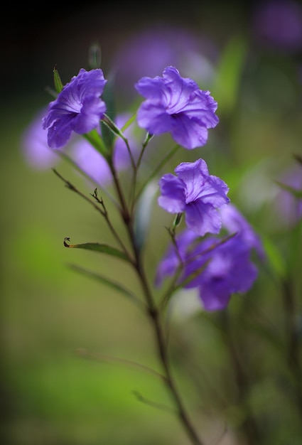 Nahaufnahme purpurfarbener Blüten auf einer Pflanze