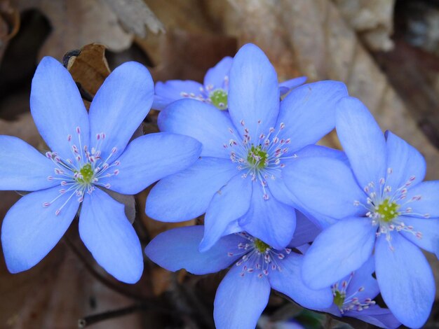 Foto nahaufnahme purpurfarbener blüten, die im freien wachsen