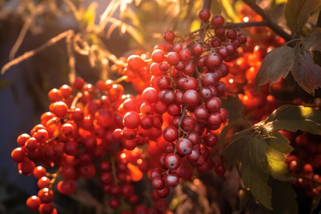 Nahaufnahme reifer Beeren an einem Busch im Sonnenlicht, erzeugt mit generativer KI