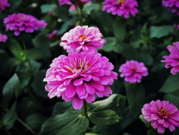 Nahaufnahme rosa Blume gegen dunkelgrüne Blätter Hintergrund