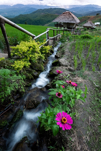 Nahaufnahme rosa Blume mit kleinem Strom, Reisfeld und Reisfeld