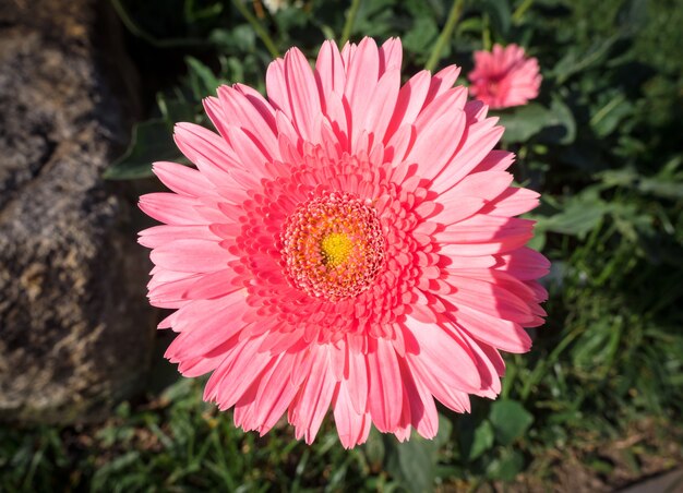 Nahaufnahme rosa Chrysantheme blüht mit gelben Pollen im grünen Garten