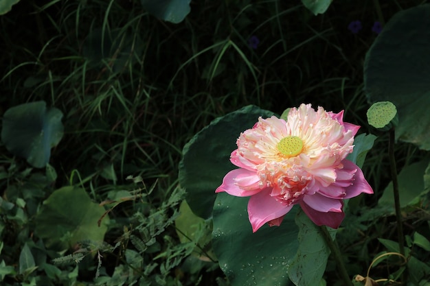 Foto nahaufnahme rosa lotus blüht im teich