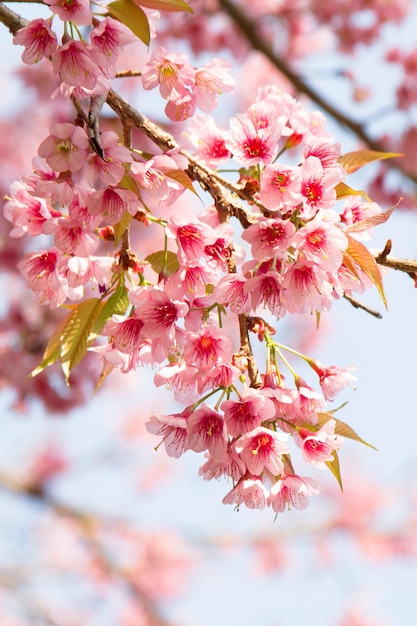 Nahaufnahme rosa Sakura-Blume, Kirschblüte auf Ast.
