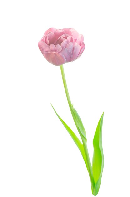 Nahaufnahme rosa Tulpe isoliert Isolierte rosa Tulpe Frühlingsblume rosa Tulpe isoliert auf weißem Hintergrund