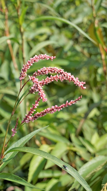 Foto nahaufnahme rosafarbener blüten von persicaria hydropiper polygonum hydropiper, auch bekannt als wasserpfeffer-marshpepper-knöterich-arsch, intelligent oder tade