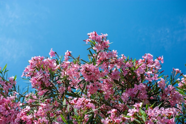 Nahaufnahme rosafarbener Blumen an einem sonnigen Tag. Romantisch und schön