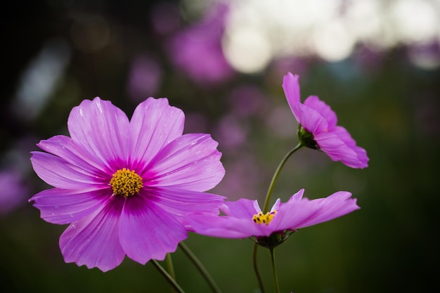 Nahaufnahme rosafarbener Blumen, die im Freien wachsen