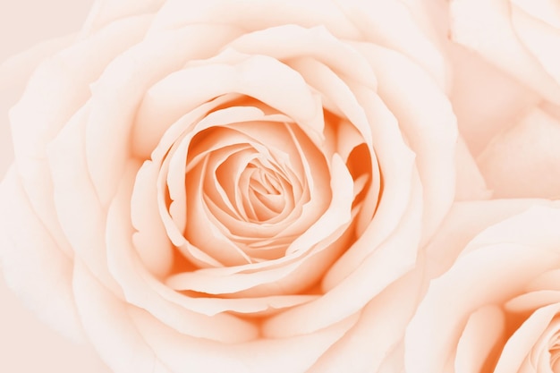 Nahaufnahme Rosenblüte zarte Makro Blütenblätter Pfirsich Creme Pastellfarben natürlichen blumigen Hintergrund